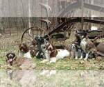 Small Photo #8 Sheprador Puppy For Sale in MILLVILLE, MN, USA