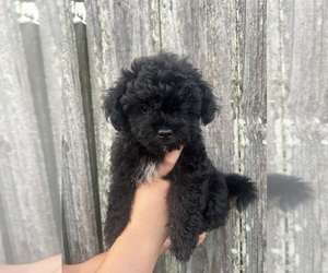 Maltipoo Puppy for sale in VALDOSTA, GA, USA