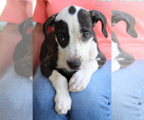 Medium Photo #2 Mutt Puppy For Sale in Prattville, AL, USA