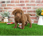 Small #1 Labrador Retriever