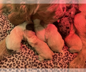 Cocker Spaniel Puppy for sale in POUNDING MILL, VA, USA