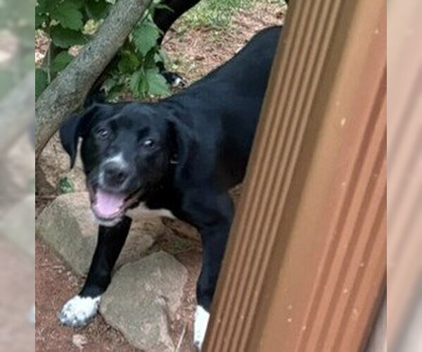 Medium Photo #3 Labrador Retriever-Unknown Mix Puppy For Sale in Blairsville, GA, USA