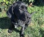 Small #4 German Shorthaired Lab