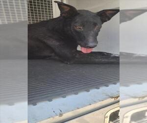 Mutt Dogs for adoption in San Bernardino, CA, USA