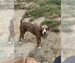 Small #1 Labrador Retriever Mix
