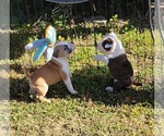 Small Photo #6 Staffordshire Bull Terrier Puppy For Sale in CONWAY, SC, USA