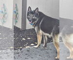 Small #1 German Shepherd Dog Mix
