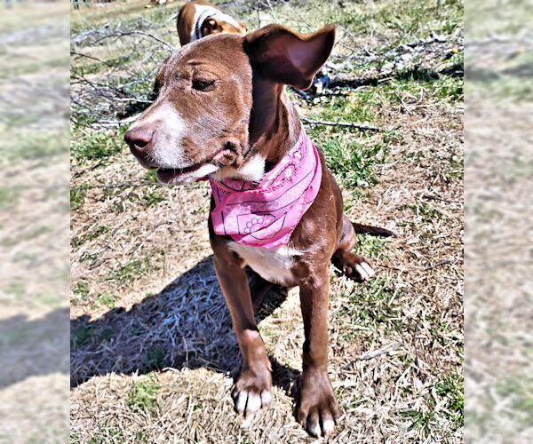 Medium Photo #3 Chocolate Labrador retriever-Unknown Mix Puppy For Sale in Rutherfordton, NC, USA