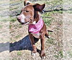 Small #2 Chocolate Labrador retriever Mix