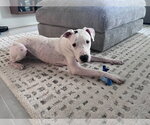 Small Photo #4 Mutt Puppy For Sale in  Gainesville, FL, USA