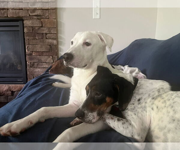 Medium Photo #6 Siberian Husky-Unknown Mix Puppy For Sale in Holly Springs, NC, USA