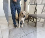 Small #3 Labrador Retriever