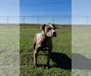 Mutt Dogs for adoption in Abbeville, LA, USA