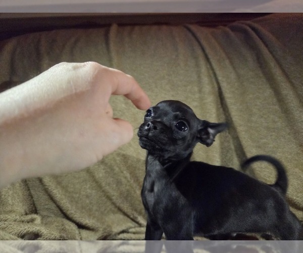 Medium Photo #1 Chug Puppy For Sale in HILLSDALE, MI, USA