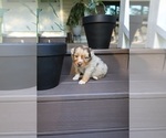 Small #1 Miniature Australian Shepherd