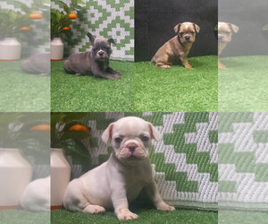 French Bulldog Puppy for sale in MILAN, MO, USA