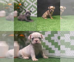 Small French Bulldog