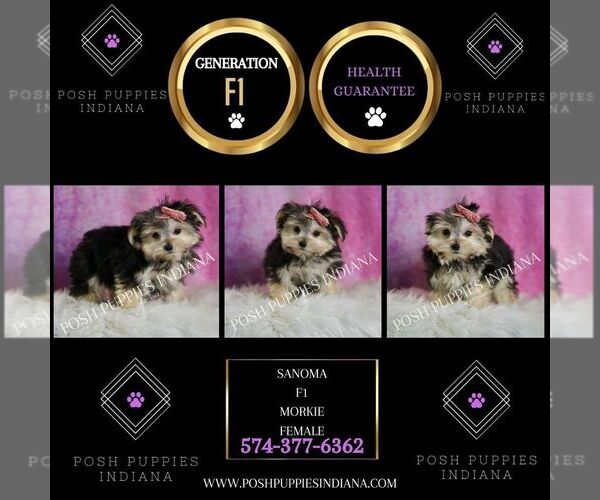 Medium Photo #30 Morkie Puppy For Sale in WARSAW, IN, USA
