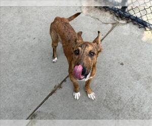 German Shepherd Dog-Unknown Mix Dogs for adoption in Tulsa, OK, USA