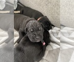 Small #6 Cane Corso