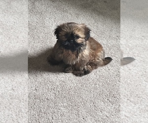 Shih Tzu Puppy for sale in WATERVLIET, NY, USA