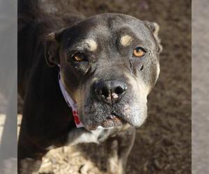 American Staffordshire Terrier-Unknown Mix Dogs for adoption in San Antonio, TX, USA