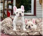 Small Photo #1 French Bulldog Puppy For Sale in BERGENFIELD, NJ, USA