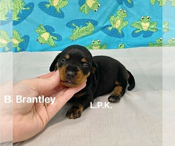 Medium Photo #1 Dachshund Puppy For Sale in WINNSBORO, LA, USA