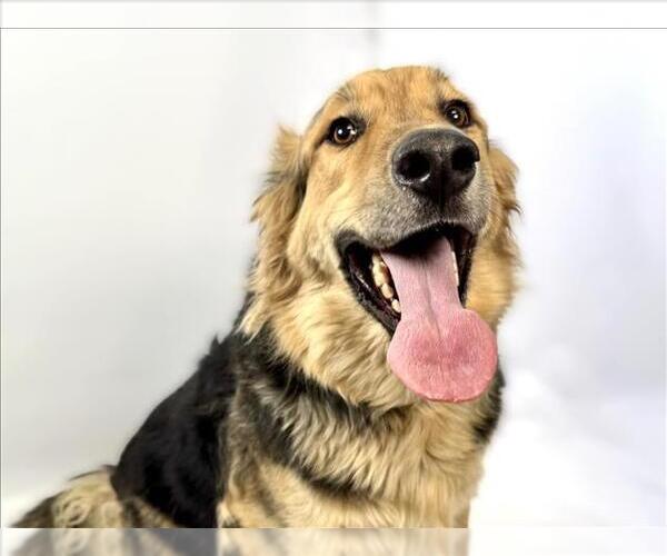 Medium Photo #2 Mutt Puppy For Sale in Fort Collins, CO, USA