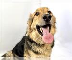 Small #1 Mutt