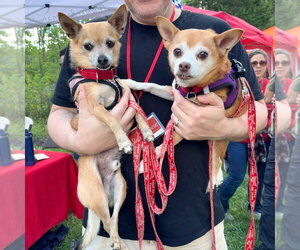 Marley - Male Chihuahua-Unknown Mix Dog for Adoption - Photo #31