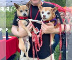 Small Photo #31 Chihuahua-Unknown Mix Puppy For Sale in Canton, CT, USA