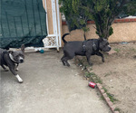Small Photo #1 American Bully Puppy For Sale in PACOIMA, CA, USA