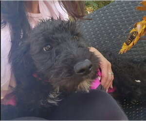 Mutt Dogs for adoption in Grafton, WI, USA