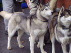 Small Photo #1 Pyrenees Husky Puppy For Sale in PHILADELPHIA, PA, USA