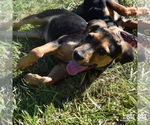 Small #6 Labrador Retriever Mix