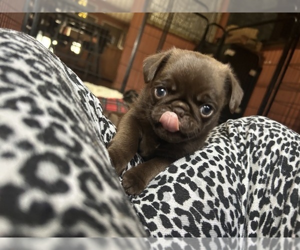 Medium Photo #64 Pug Puppy For Sale in BLOOMINGTON, IL, USA