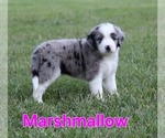 Small #3 Australian Shepherd-Goldendoodle Mix