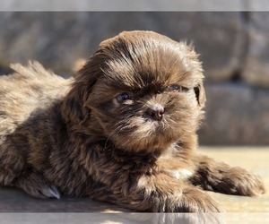 Shih Tzu Puppy for sale in CARLYLE, IL, USA