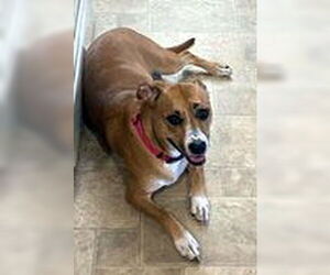 LUNA - Female Bassetoxer Dog for Adoption - Photo #4