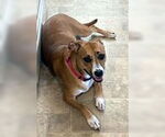 Small #3 Basset Hound-Boxer Mix