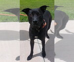 Small #1 American Staffordshire Terrier