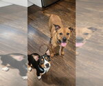 Small #2 Basset Hound-Rat Terrier Mix