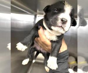 Mutt Dogs for adoption in Houston, TX, USA