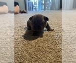 Small Photo #15 French Bulldog Puppy For Sale in LEHIGH ACRES, FL, USA