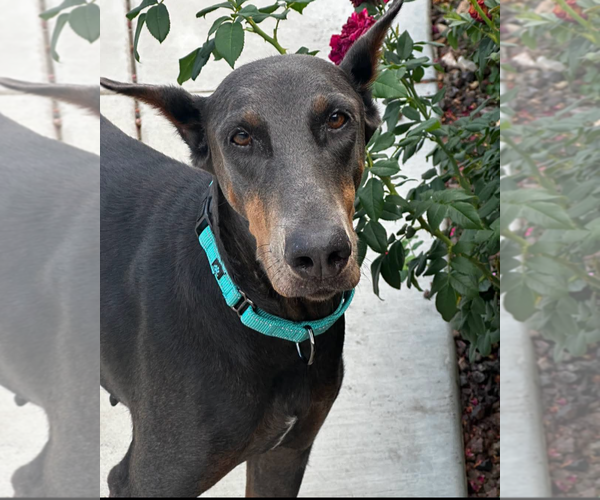 Medium Photo #9 Doberman Pinscher Puppy For Sale in Buffalo, MN, USA