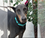 Small #8 Doberman Pinscher