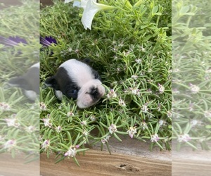 Boston Terrier Puppy for sale in FREDONIA, KS, USA
