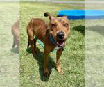 Small #1 Labrador Retriever Mix