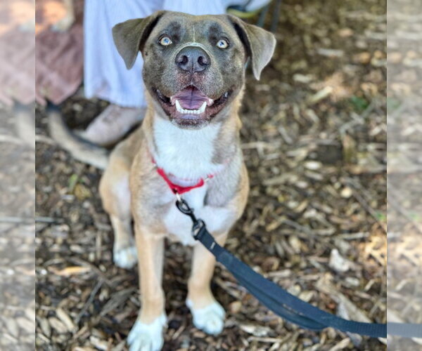 Medium Photo #11 Black Mouth Cur-Labrador Retriever Mix Puppy For Sale in Canton, CT, USA
